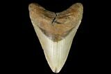 Fossil Megalodon Tooth - North Carolina #124391-1